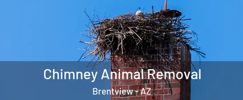 Chimney Animal Removal Brentview - AZ