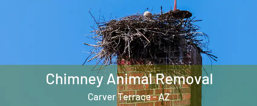 Chimney Animal Removal Carver Terrace - AZ