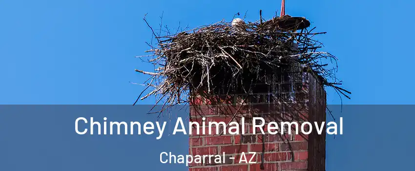 Chimney Animal Removal Chaparral - AZ