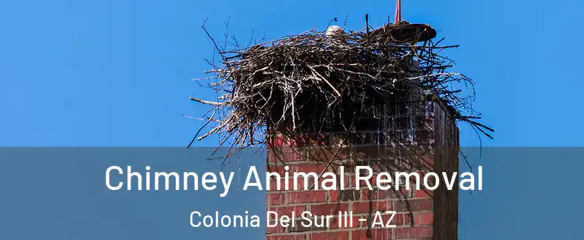 Chimney Animal Removal Colonia Del Sur III - AZ