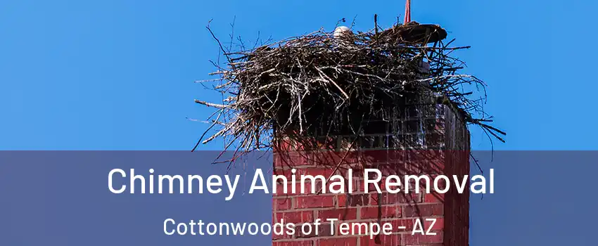 Chimney Animal Removal Cottonwoods of Tempe - AZ