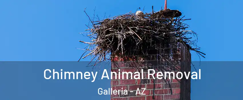 Chimney Animal Removal Galleria - AZ