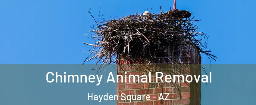 Chimney Animal Removal Hayden Square - AZ