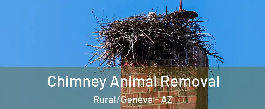 Chimney Animal Removal Rural/Geneva - AZ