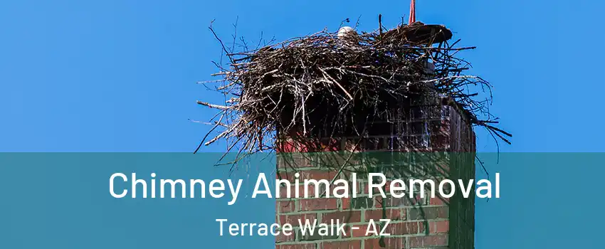 Chimney Animal Removal Terrace Walk - AZ