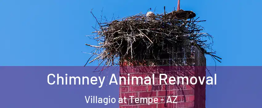 Chimney Animal Removal Villagio at Tempe - AZ